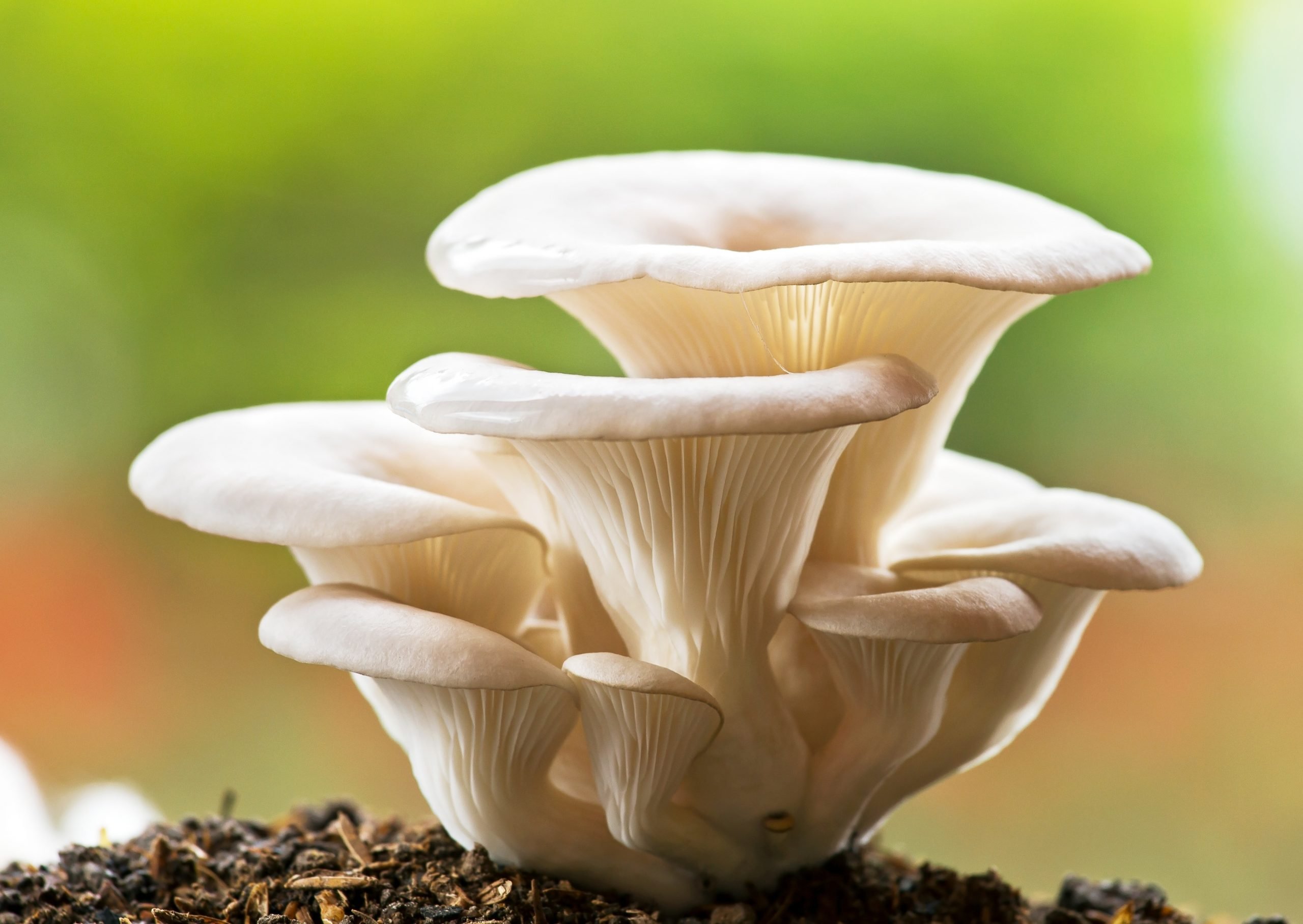 oyster mushrooms grown in georgetown SC