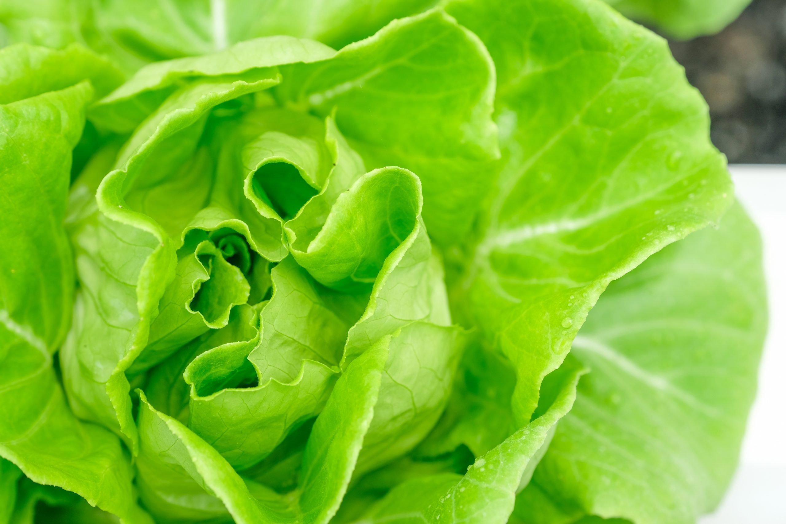 fresh bright green hydro bib lettuce in Horry county