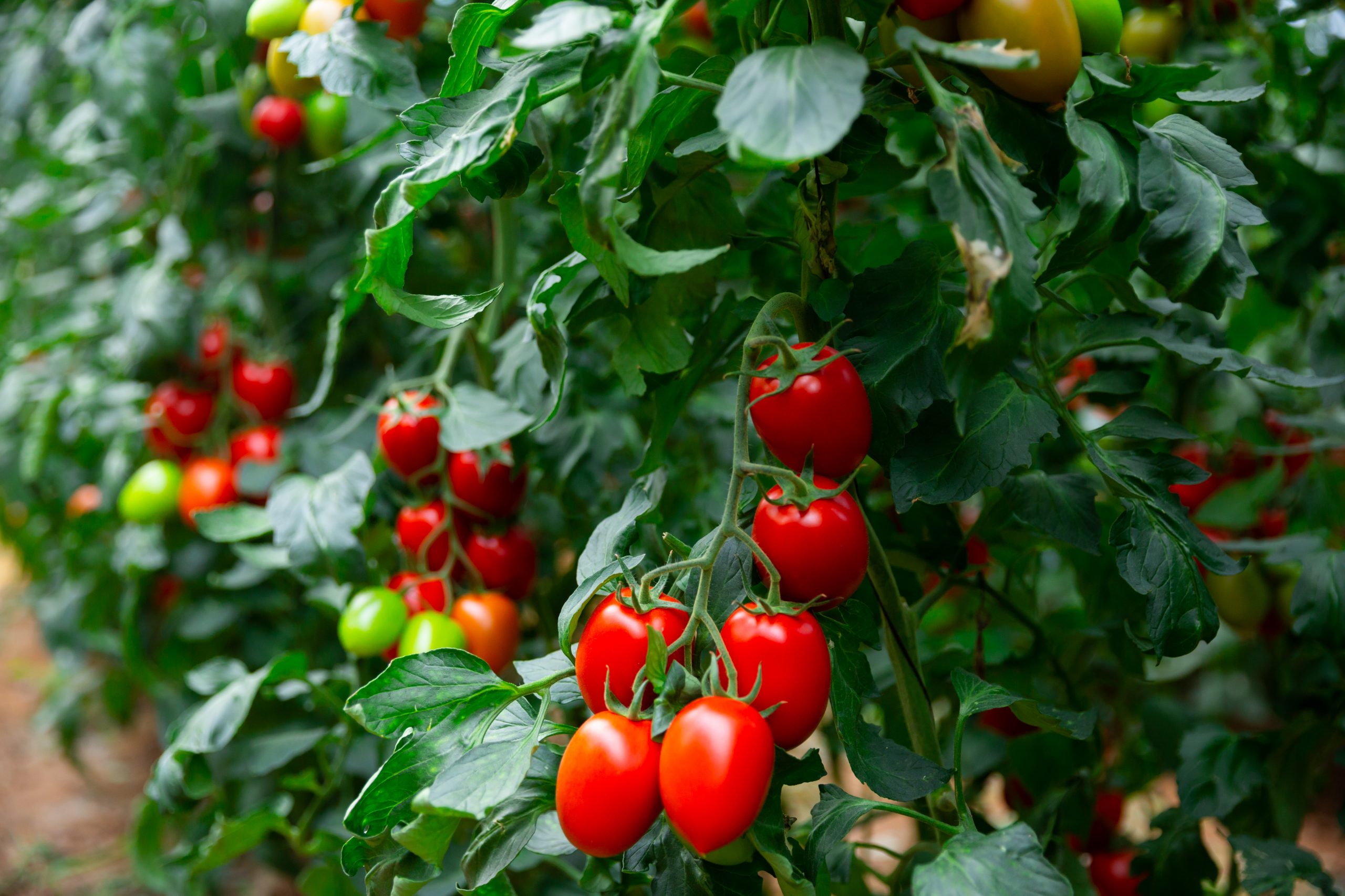 ripe roma tomatoes ripening on the vine